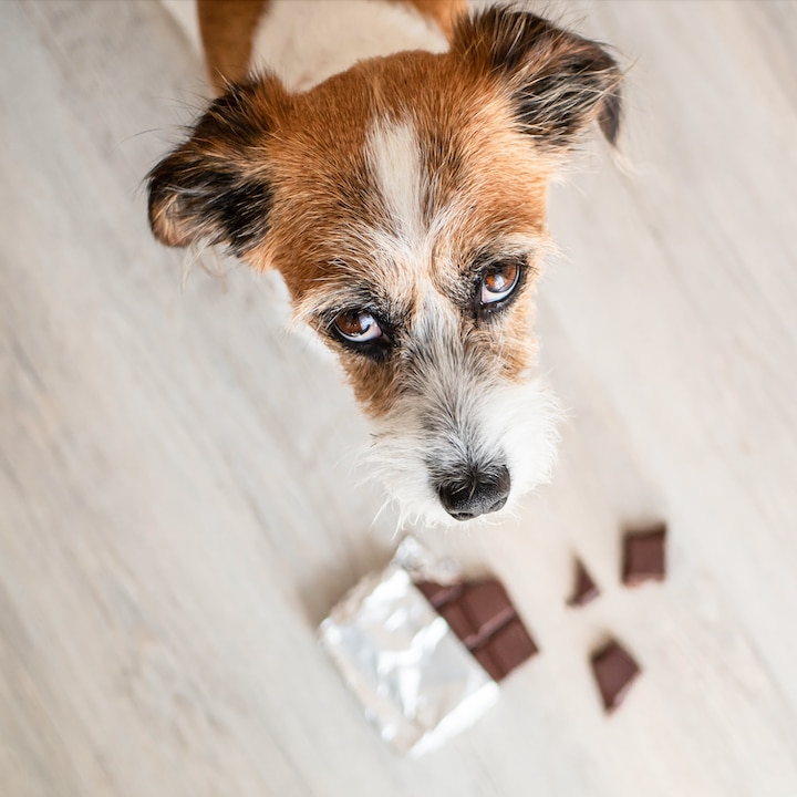 Dog looking guilty after getting into chocolate